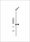 ORMDL3 Antibody (Center)